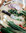 CKP Chef's Knife 21