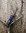 Martef Fishing Knife