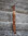 Taiga Lapp Knife