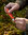Mushroom Knife Ruska