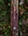 Mushroom Knife Kerääjä